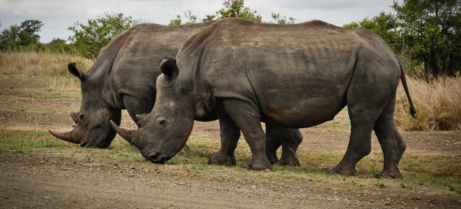 hippo grazing in the jungle