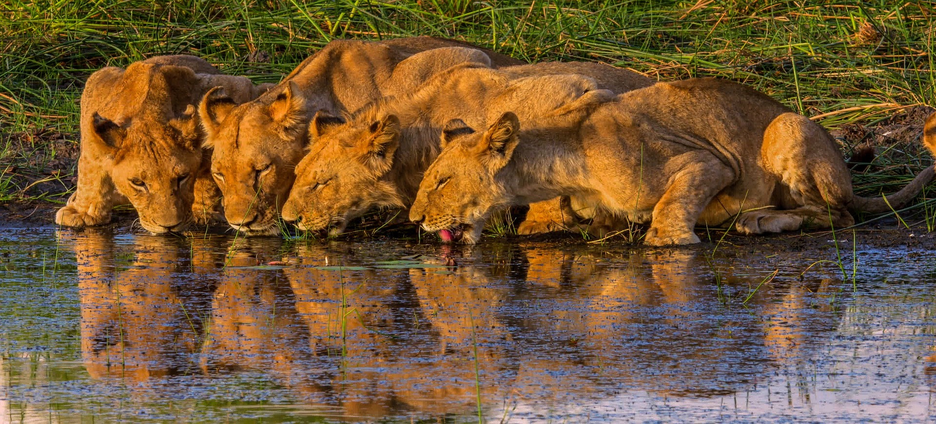a troop of lions drinking water