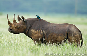 wildlife-black-rhino
