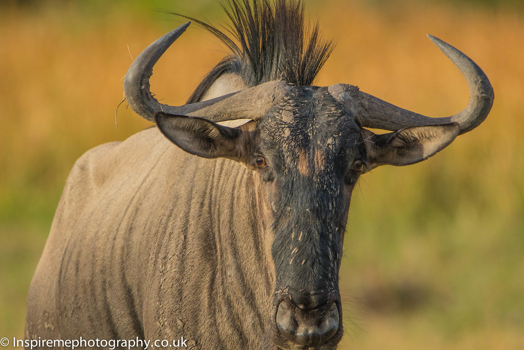 wildlife-wildebeest