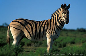 wildlife-zebra