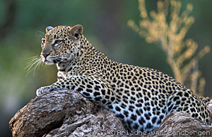 wildlife-leopard