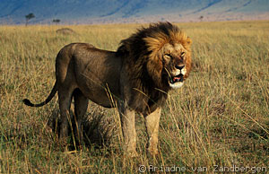 wildlife-lion