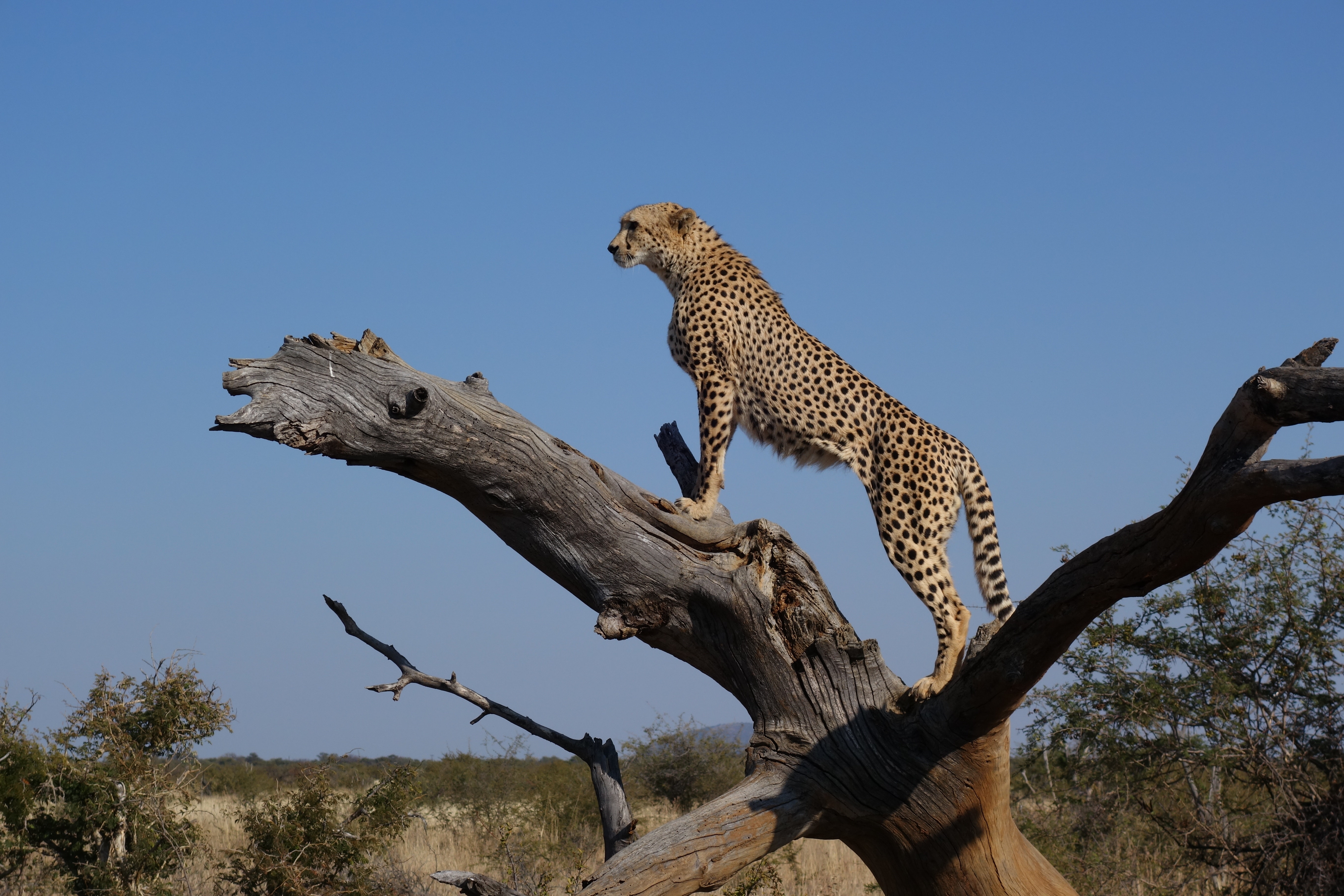 wildlife-cheetah