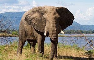 elephant grazing near the okavango river
