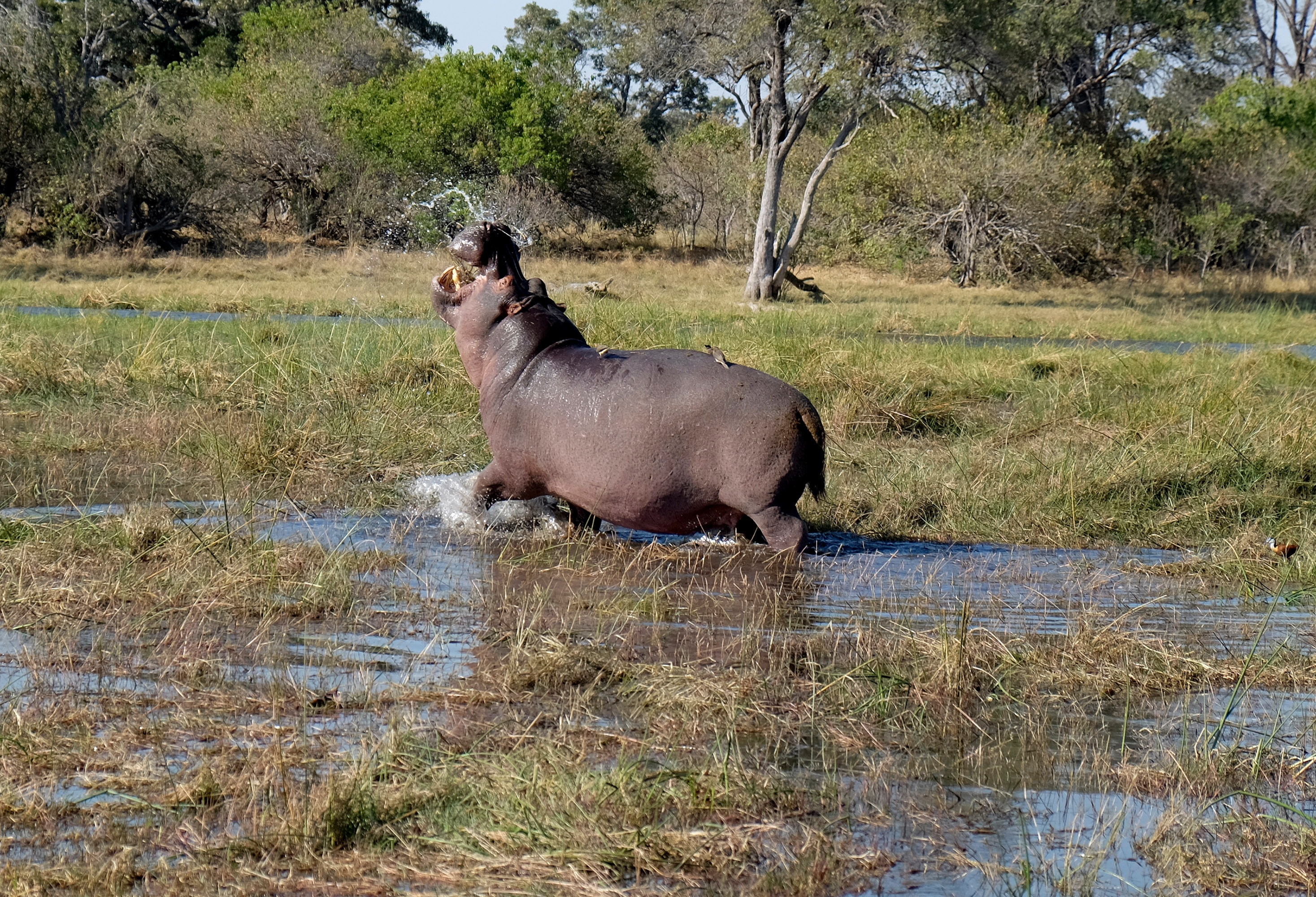 wildlife-hippo