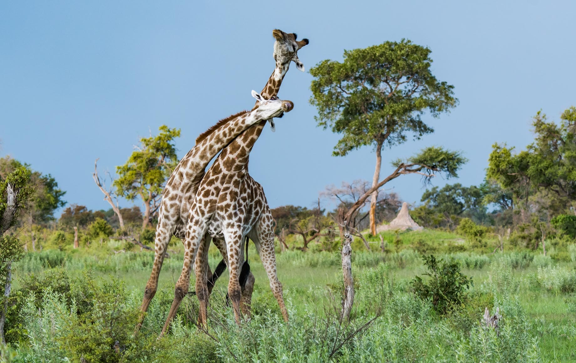 wildlife-giraffe